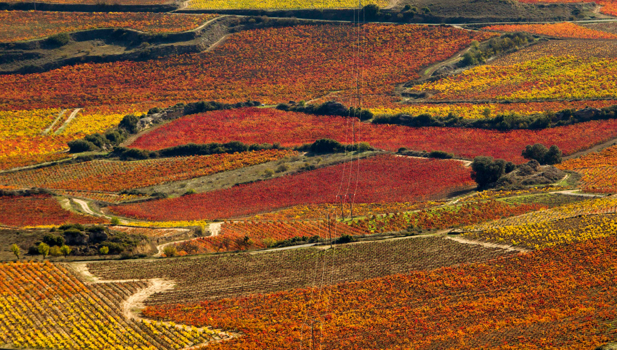 Wein News Rioja November 24