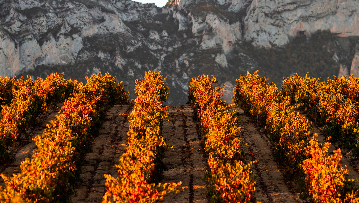 Wein News Rioja November 24